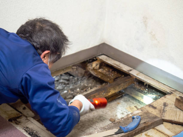 Best DIY Mold Remediation Support Services in Sweetwater, TX