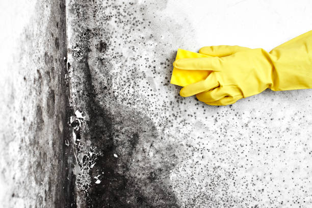Best Kitchen Mold Remediation in Sweetwater, TX