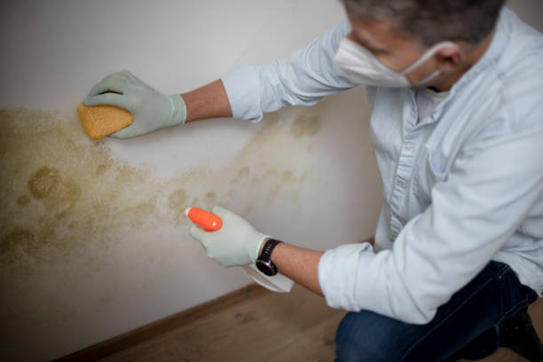 Best Mold Remediation for Specific Building Types in Sweetwater, TX