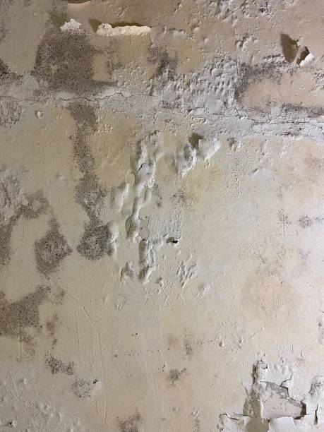 Best Insurance-Related Mold Remediation in Sweetwater, TX